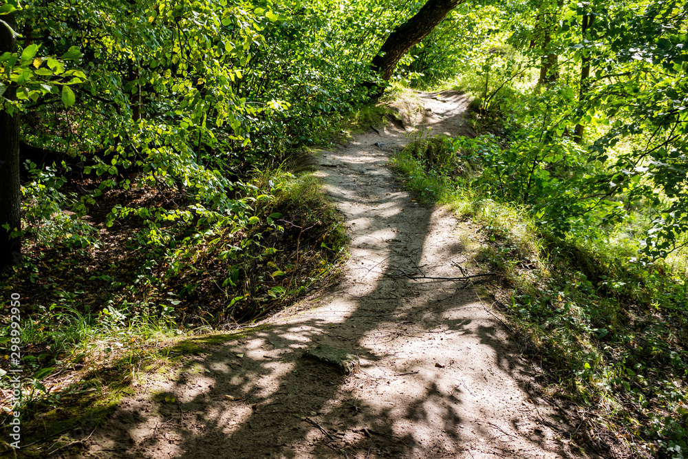 Beautiful winding forest path lit by the sun Beautiful winding forest path lit by the sun