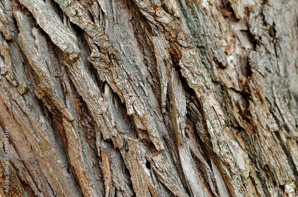 Obraz premium bark of a tree