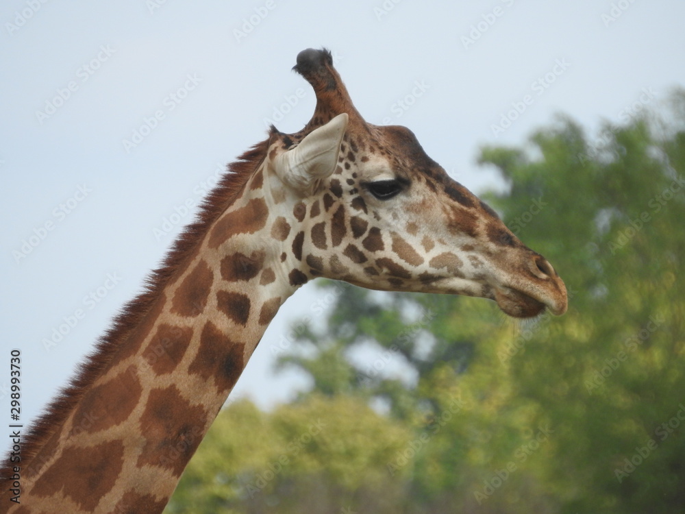Portrait of Giraffe