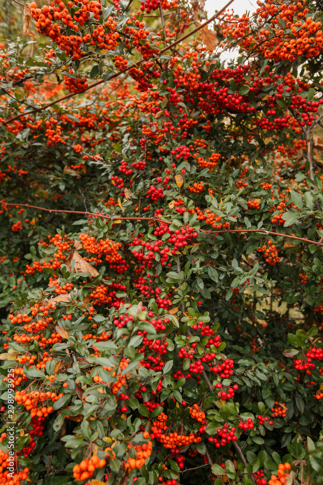 Red clusters of juicy pyracantha plant berries. Pyracantha coccinea. Evergreen dense shrub in autumn
