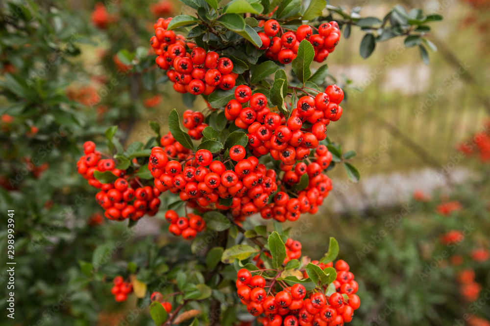 Red clusters of juicy pyracantha plant berries. Pyracantha coccinea. Evergreen dense shrub in autumn