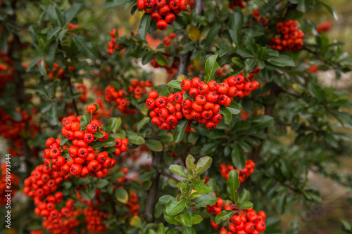 Red clusters of juicy pyracantha plant berries. Pyracantha coccinea. Evergreen dense shrub in autumn