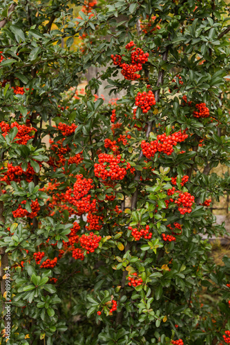 Red clusters of juicy pyracantha plant berries. Pyracantha coccinea. Evergreen dense shrub in autumn