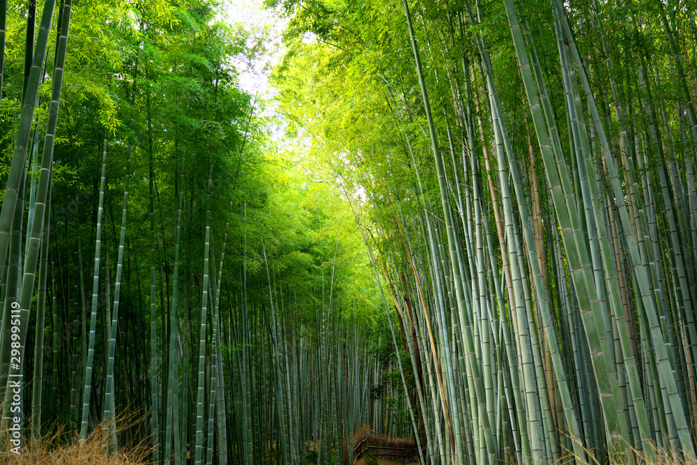 Kyoto,Japan-September 26, 2019: A path through Bamboo Grove in Arashiyama, Kyoto, Japan in autumn Kyoto,Japan-September 26, 2019: A path through Bamboo Grove in Arashiyama, Kyoto, Japan in autumn