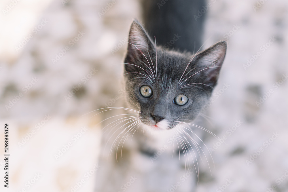 Little grey adorable kitten looking in camera. Selective focus on cat eyes. Close up, blurred background, top side view. Smart handsome pussycat. Domestic animals concept. Lovely little pet. Little grey adorable kitten looking in camera. Selective focus on cat eyes. Close up, blurred background, top side view. Smart handsome pussycat. Domestic animals concept. Lovely little pet.