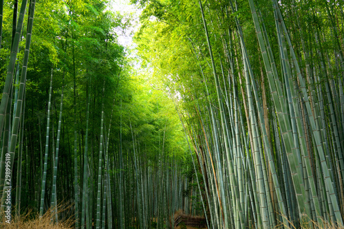 Kyoto,Japan-September 26, 2019: A path through Bamboo Grove in Arashiyama, Kyoto, Japan in autumn