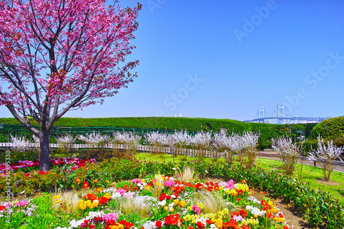 春の満開の桜が咲く港の見える丘公園の風景