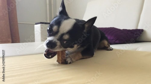 Dog puppy Chihuahua eats nibbles dainty bone chappy pedigree feed at home on couch