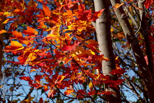 Autumn leaves on the confederation trail in Charlottetown Prince Edward Island