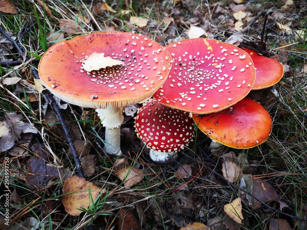 Fly agaric, a group of poisonous toadstools that has a red cap with fluffy white spots Fly agaric, a group of poisonous toadstools that has a red cap with fluffy white spots