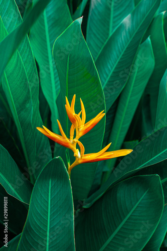 colorful exotic flower on dark tropical foliage nature background, tropical leaf photo