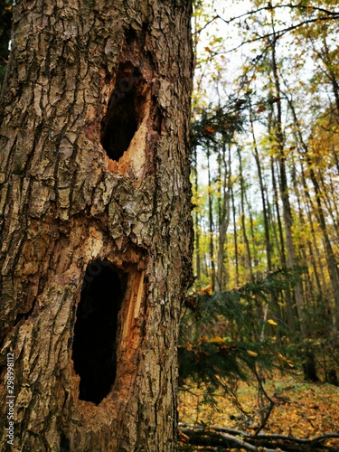 The hollow on old tree. Ove...