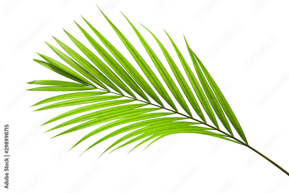 Fototapeta premium leaves of coconut isolated on white background
