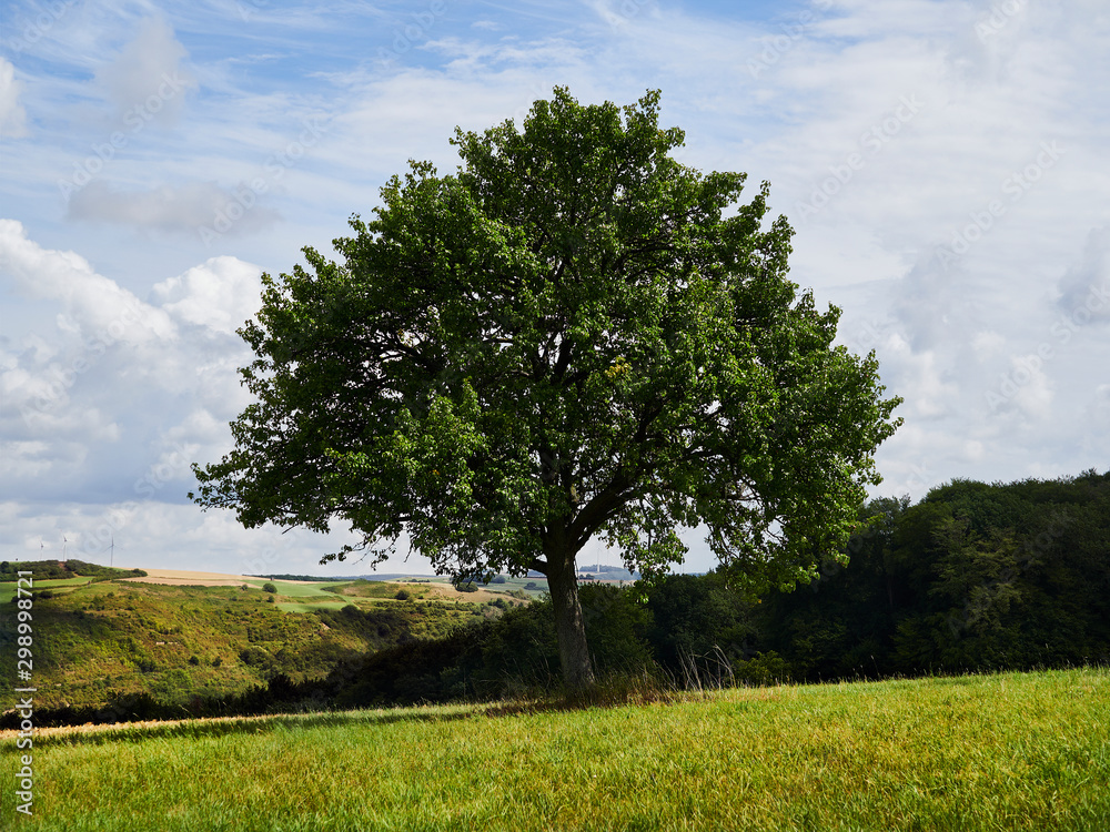 Fototapeta premium tree in the field