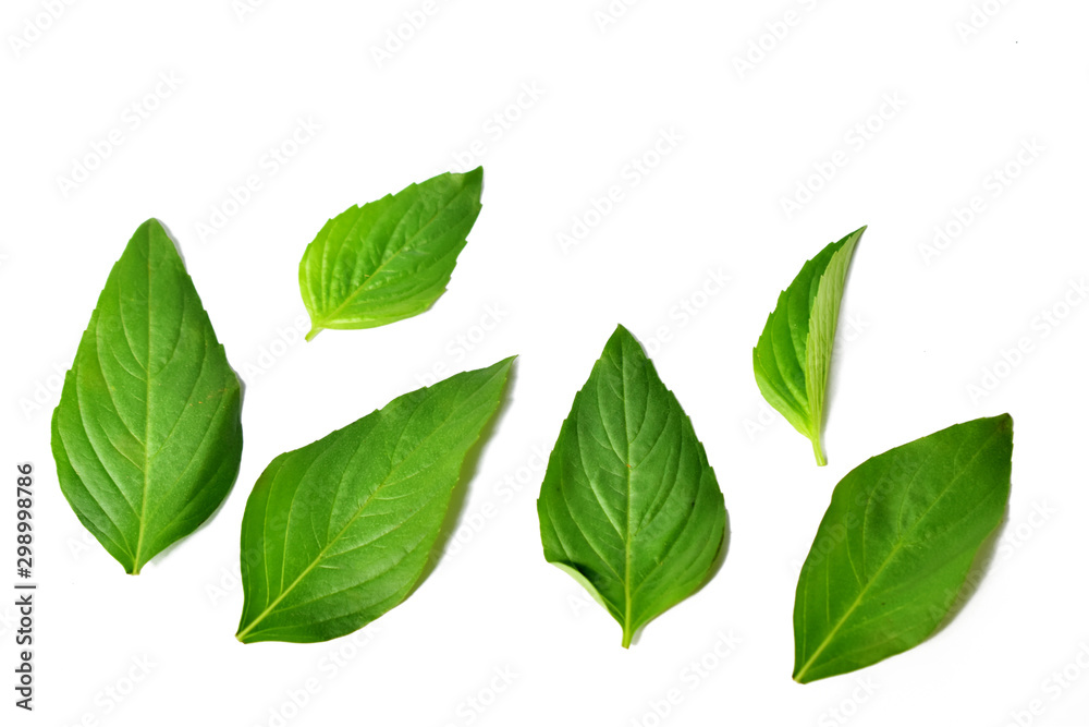 Fototapeta premium Fresh Basil leaves isolated on white background