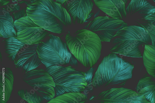 Spathiphyllum cannifolium  tropical leaves  abstract green leaves texture  nature background