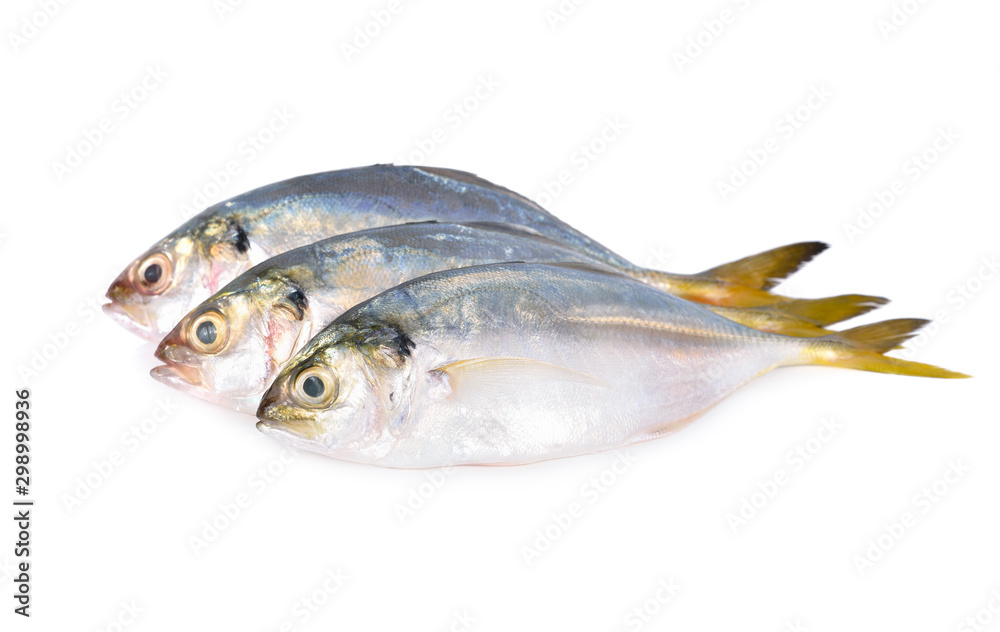 whole round fresh horse mackerel on white background whole round fresh horse mackerel on white background