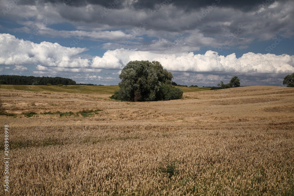 Fototapeta premium field of wheat with single tree