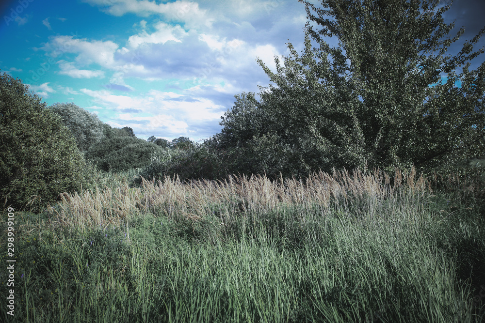 trees in the forest with cinematic look trees in the forest with cinematic look