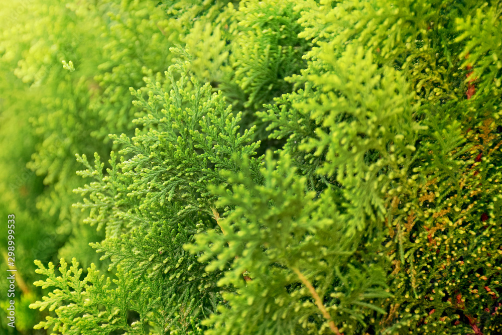 Green leaves of pine tree isolated on white background Green leaves of pine tree isolated on white background