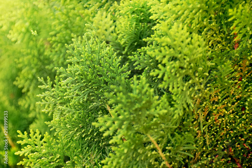 Green leaves of pine tree isolated on white background