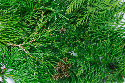 botanical background of green twigs of cypress 