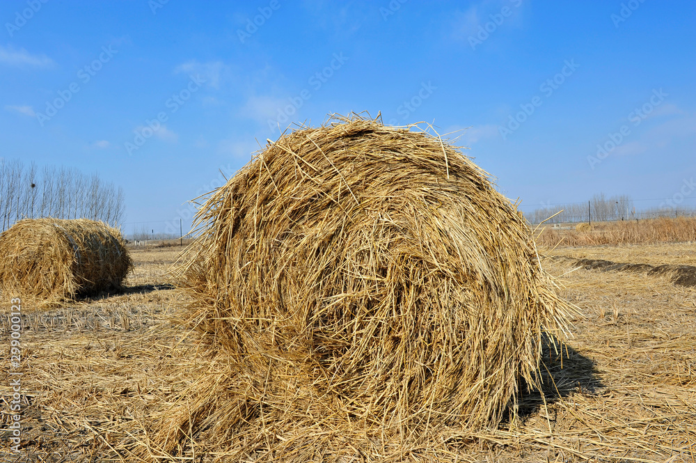 Dry straw group