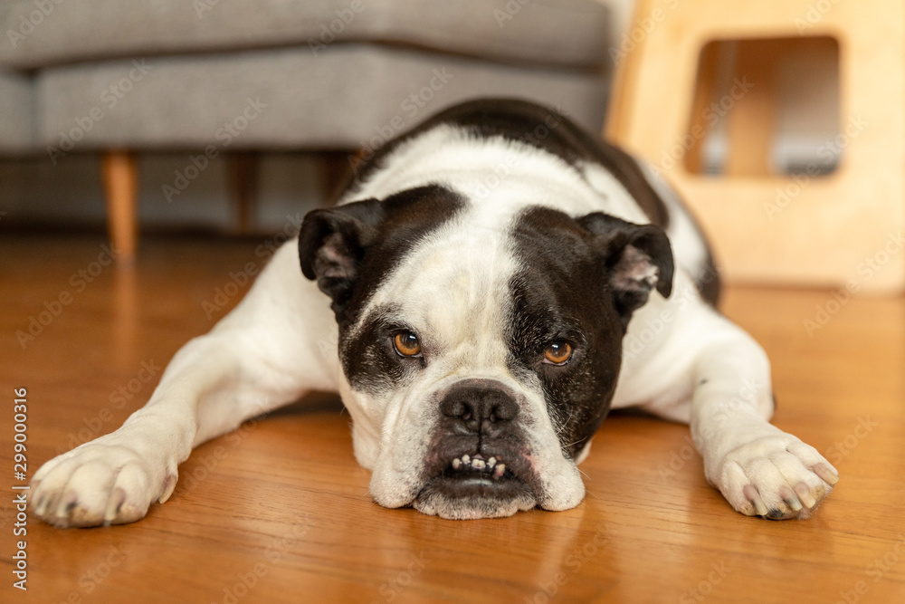 A bulldog mix laying on the floor