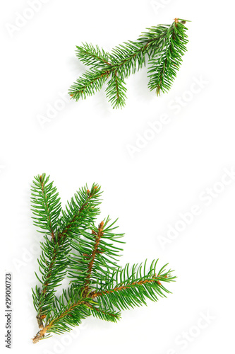 botanical seasonal background of green twig of fir