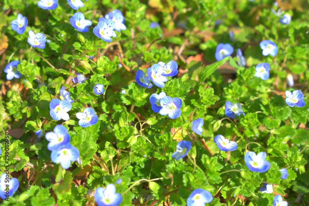 春に咲く青い小さい花 オオイヌノフグリ Stock Foto Adobe Stock