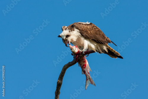 Osprey - Pandion haliaetus - perched on bare limb eating mullet against clear sky background.