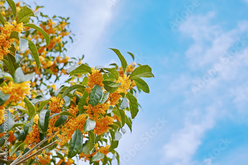 オレンジ色で強い香りのキンモクセイの花と白い雲のある青空