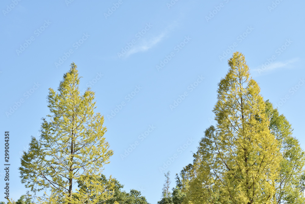 秋の空と木。 秋の空と木。