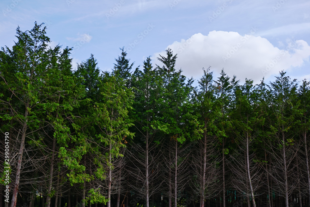 Obraz premium 杉林と白い雲のある秋の青空