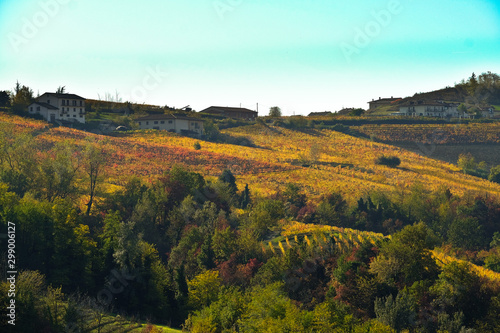the vineyards of the Piedmontese Langhe