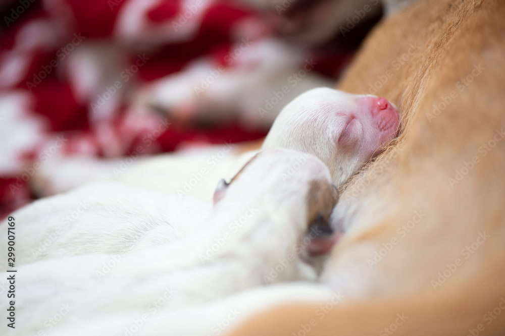 Chihuahua sleeping, New born Chihuahua dog. Chihuahua sleeping, New born Chihuahua dog.