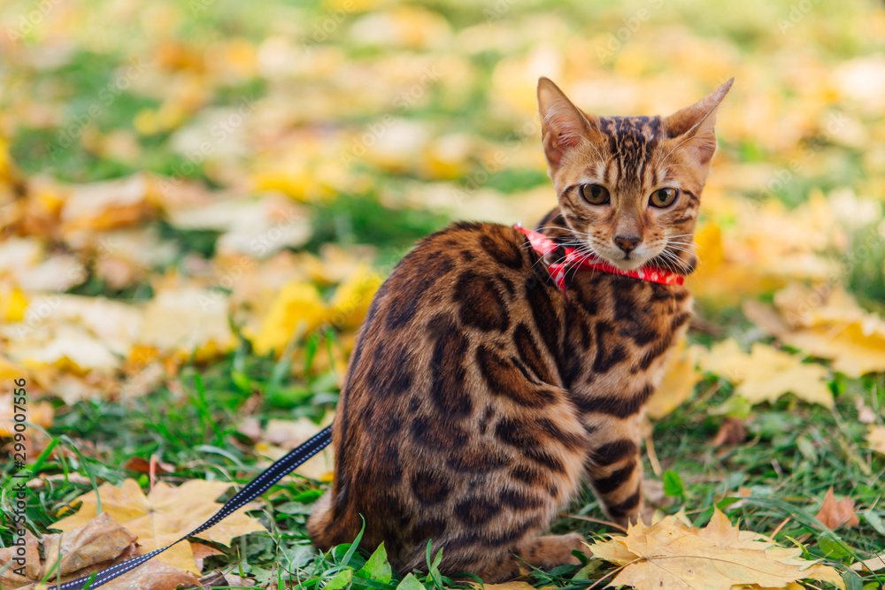Fototapeta premium Cute little bengal kitty walking on the fallen yellow maple leaves