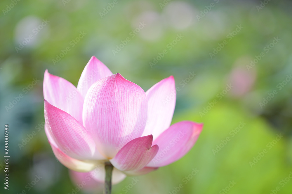 Pink lotus flower under sunlight 