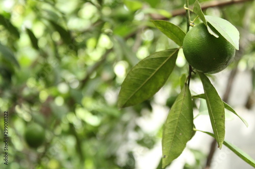 Wallpaper Mural Limón Torontodigital.ca