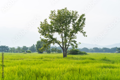 Big tree with green grass rice fields