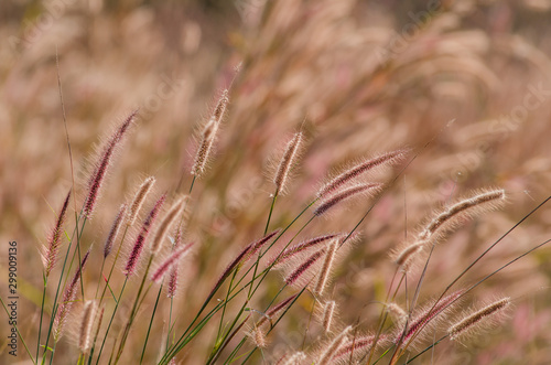 Purple mission Grass or desho grass flower 