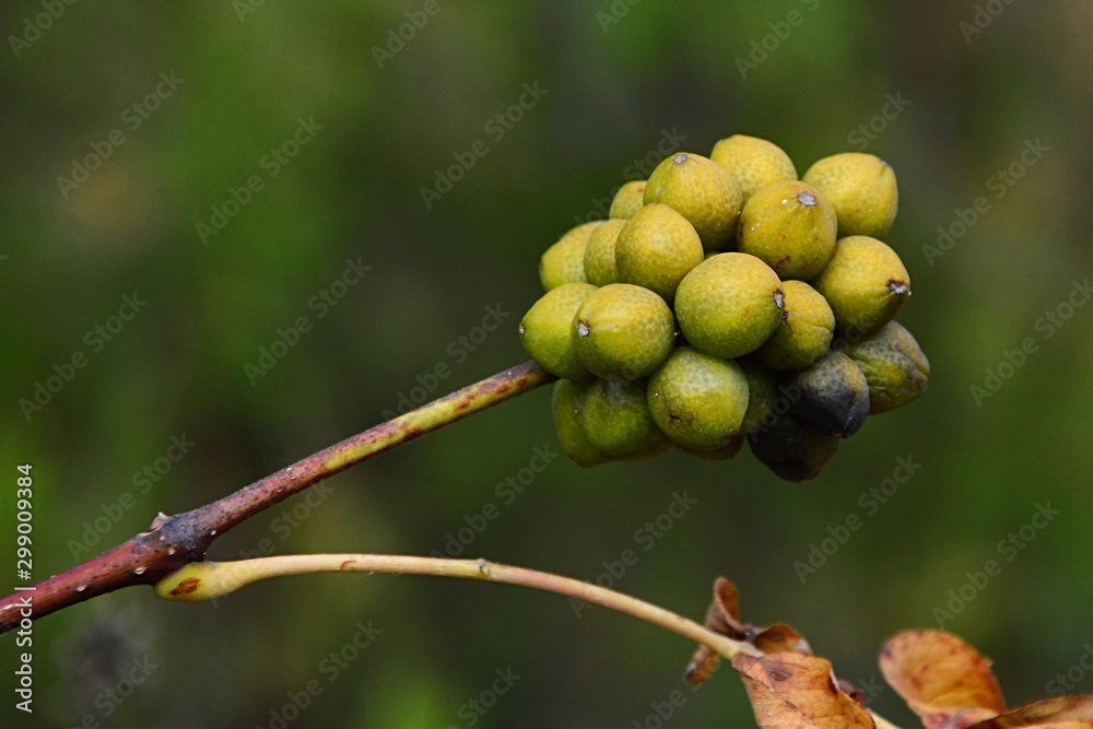 Autumn fruit cluster of Amur Cork tree, latin name Phellodendron amurense, in afternoon sunshine. Autumn fruit cluster of Amur Cork tree, latin name Phellodendron amurense, in afternoon sunshine.