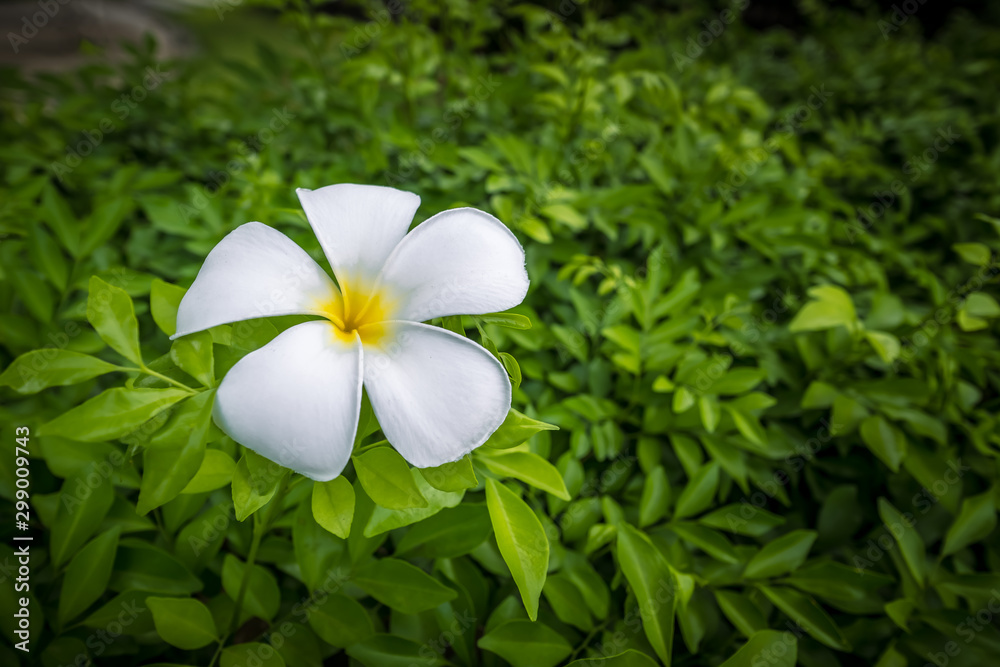 Fototapeta premium White frangipani flowers on green leaves background. Thailand spa and therapy flower.