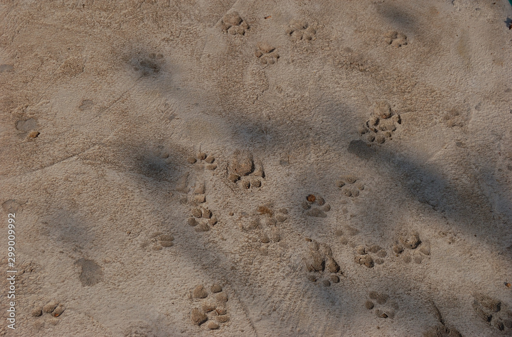 Fototapeta premium Dog paw imprints in the hardened concrete (Shot in Tanote Bay, Koh Tao, Thailand)