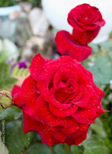 Two buds of a red rose close-up. Beautiful background with roses.