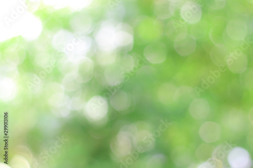 Natural green background  blur  bokeh. Can be used as a background.
