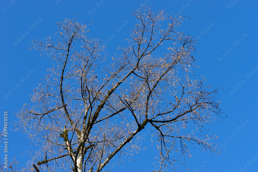Tree branches without leaves against the blue sky Tree branches without leaves against the blue sky