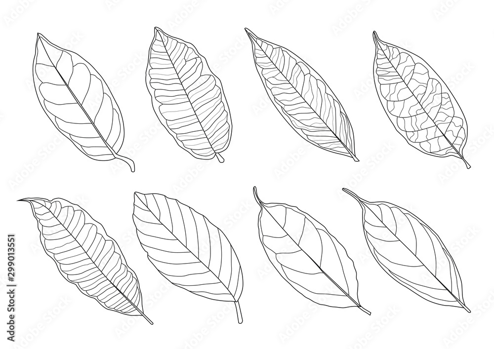 Leaves line single leaf and leaf pattern black Bring to color decorate on white background illustration  vector