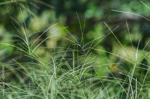 Fototapeta Naklejka Na Ścianę i Meble -  Digitaria sanguinalis isolated on blured green background