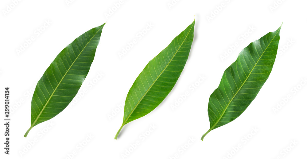 Green  leaves of mango isolated on white background